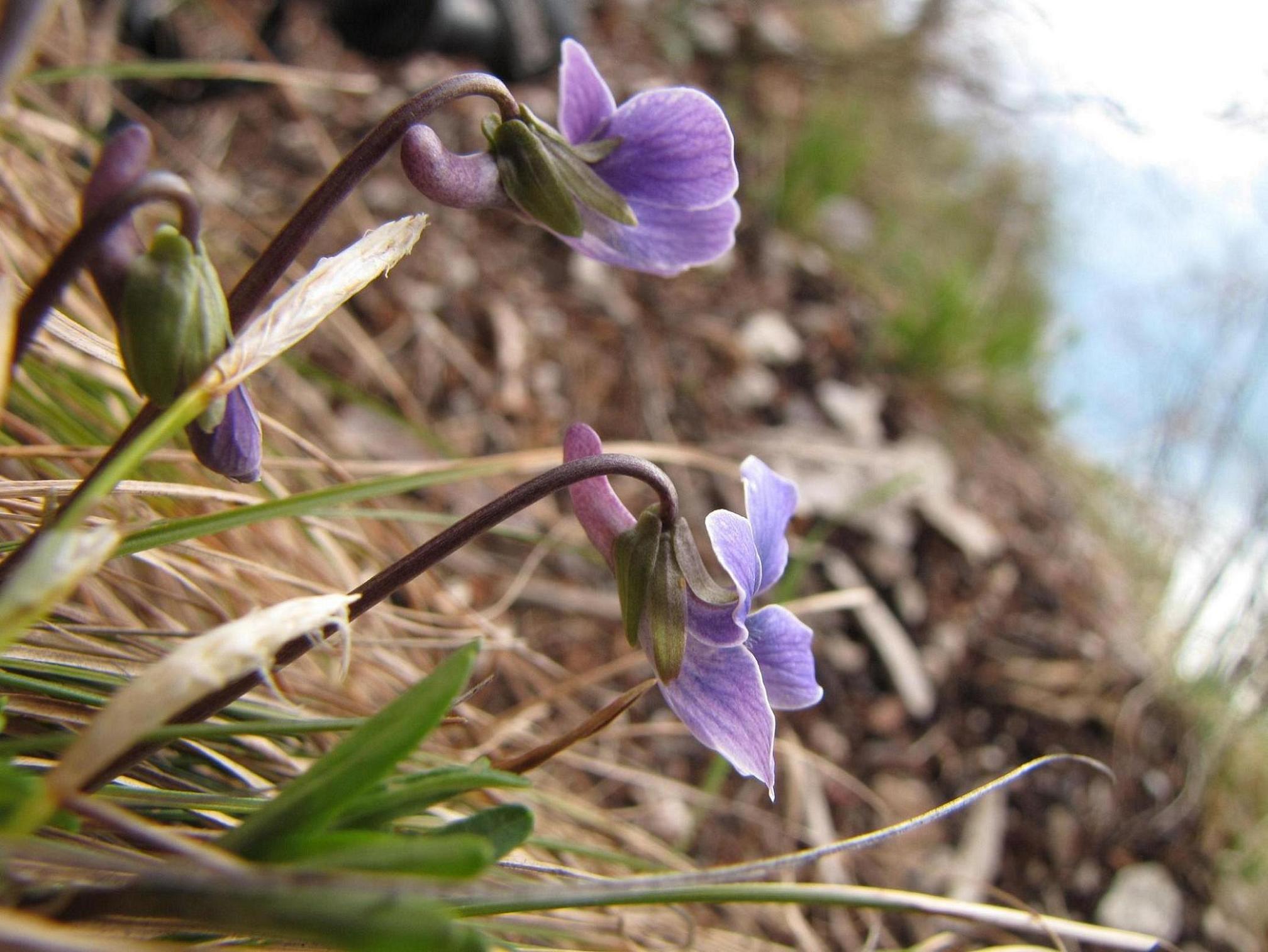 Viola pinnata / Viola pennata